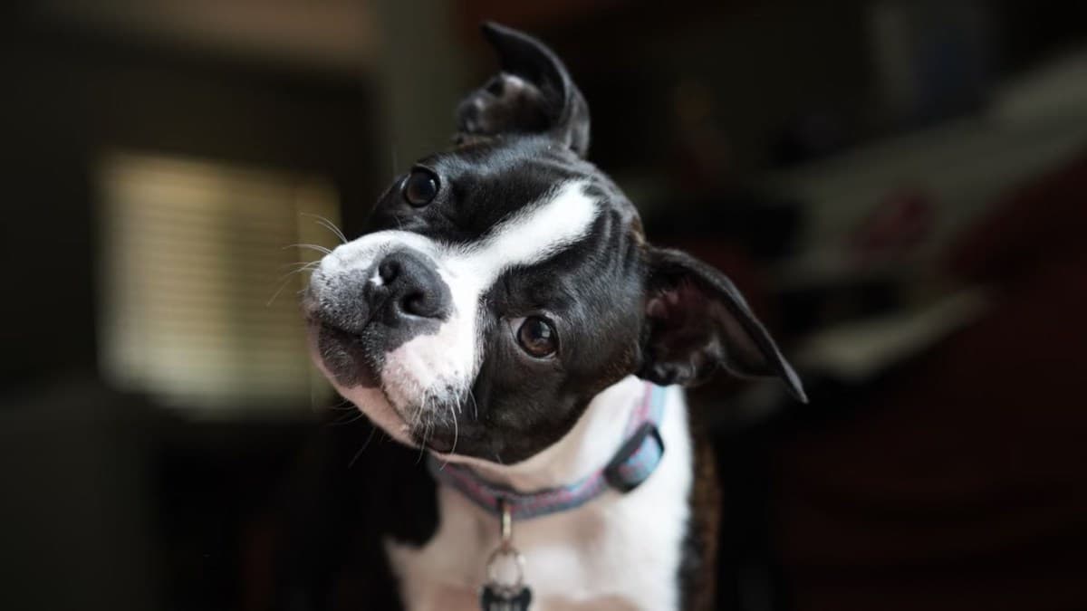 Cães inclinam a cabeça para processar informações de humanos, diz estudo