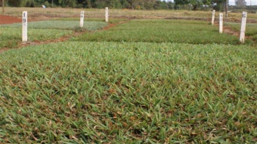 Óleo de palma: aliado no combate às moscas da grama