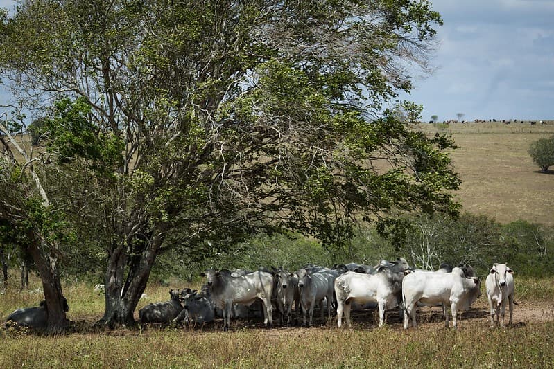 Mercado de boi gordo enfrenta pressão com aumento da oferta