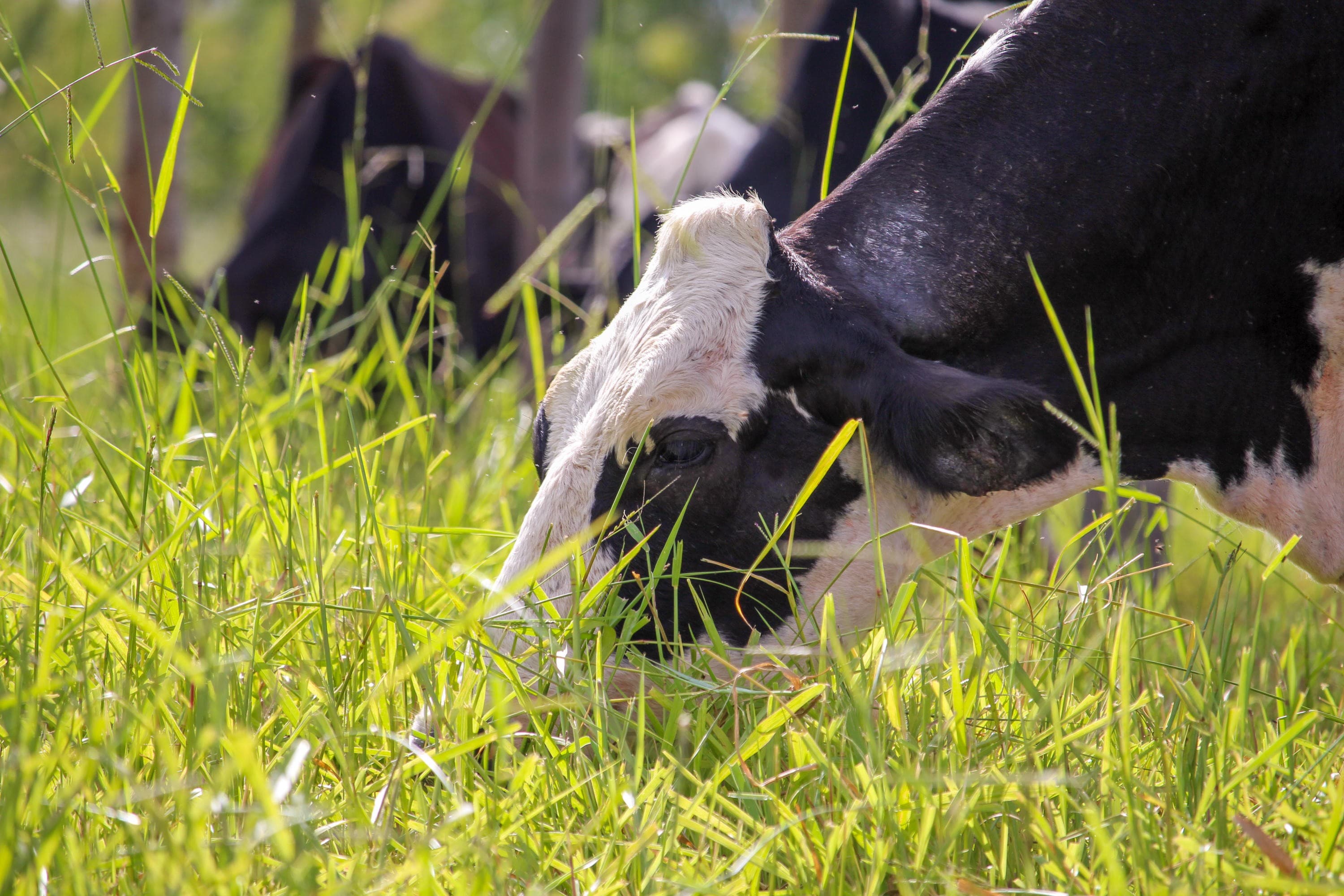 Raiva bovina preocupa em Santa Catarina com 27 mortes em 2026