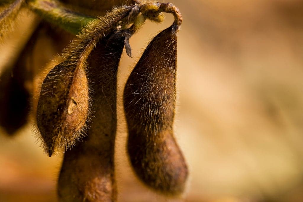 Projeto de Lei de Seguro Rural visa melhorar acessibilidade no setor