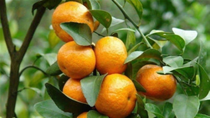 Produção de tangerinas atinge 51,9 milhões de toneladas em 2024