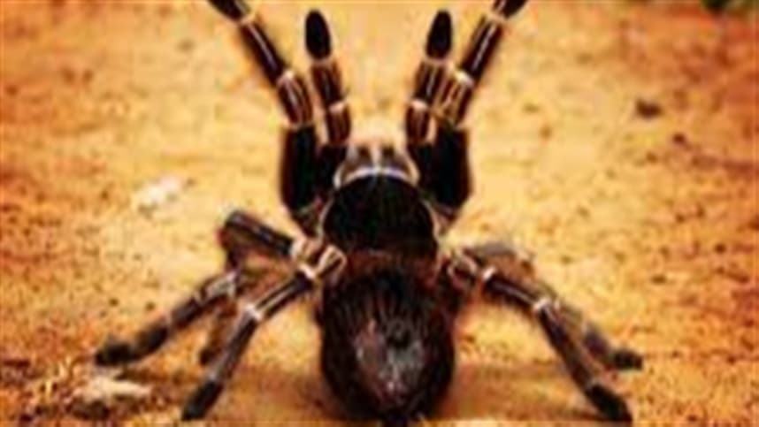 Nova espécie de fungo descoberto em Minas Gerais altera comportamento de aranhas