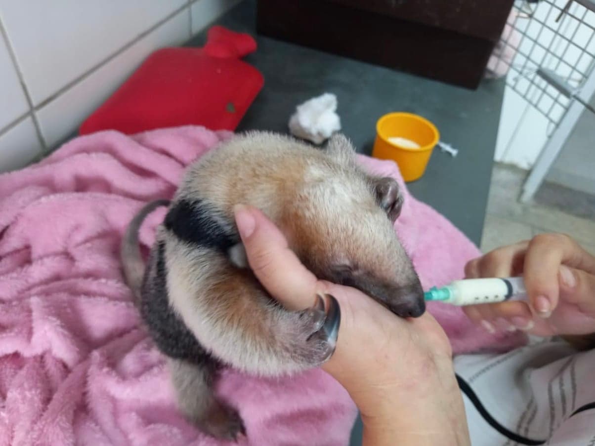 Filhote de tamanduá-mirim é reabilitado e solto na natureza