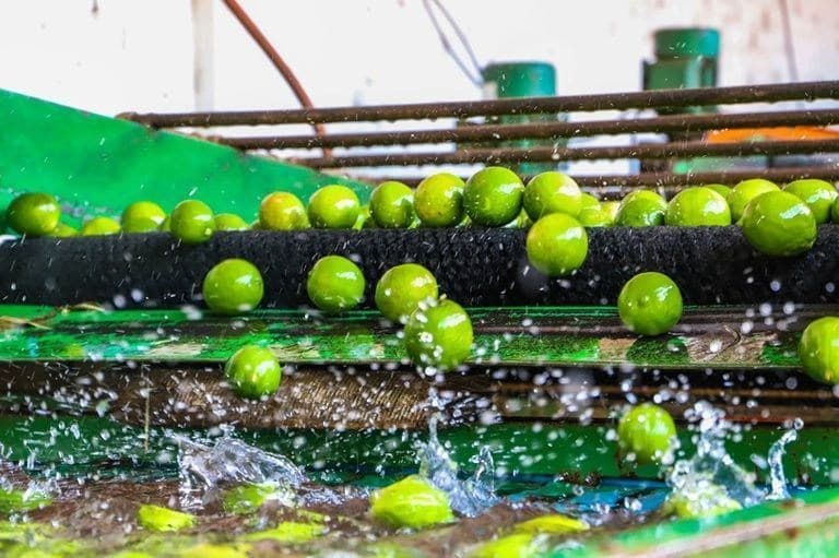 Produtores brasileiros se atualizam em Madrid para impulsionar exportações de frutas