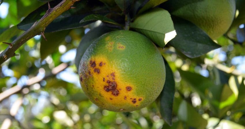 São Paulo implementa novas regras para controle de greening em laranjas