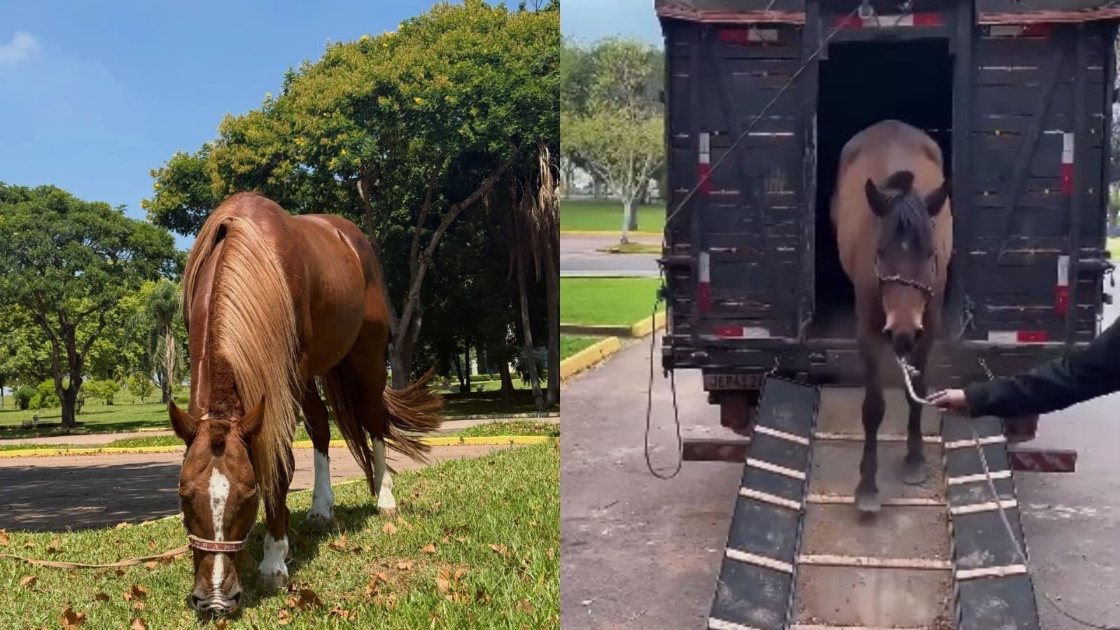 Caramelo, cavalo símbolo de enchente, ganha nova companhia para reprodução