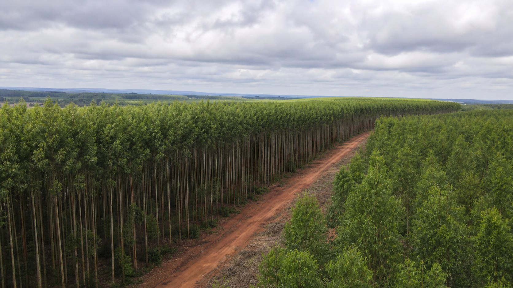 CNA discute desafios das florestas plantadas em Brasília