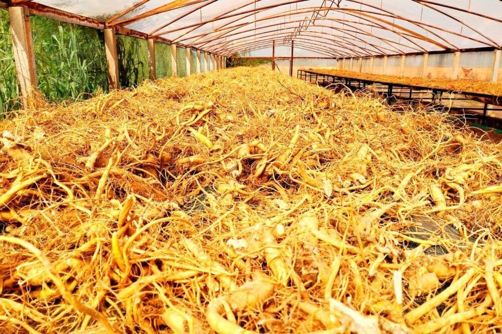 Ginseng de Paraná conquista Indicação Geográfica e ganha destaque