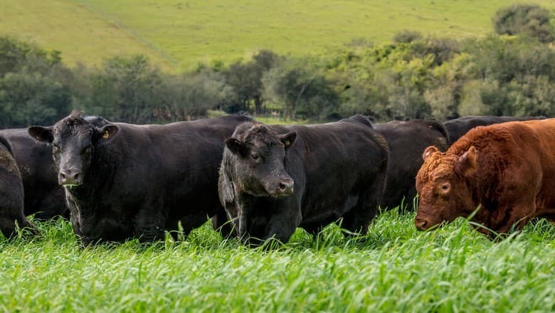 Associação de Angus busca melhorar genética de cruzamentos com zebu