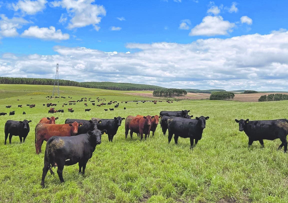 Carne de vaca velha conquista o Brasil e eleva paladares exclusivos