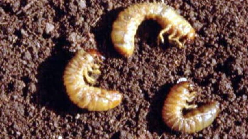 Larva pão de galinha ameaça cultivo de trigo no Brasil