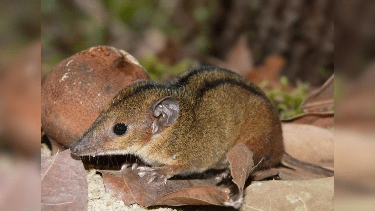 Nova cuíca é descoberta em área urbana no Rio de Janeiro