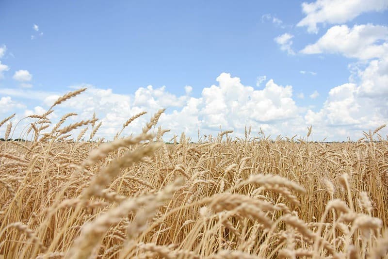 Clima desfavorável leva a redução de área plantada de trigo nos EUA