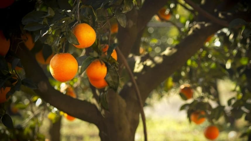 Produção de laranja em São Paulo deve cair 13% na safra 2026/27