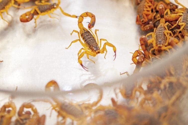 Brasil registra 225 mil picadas de escorpião em 2025