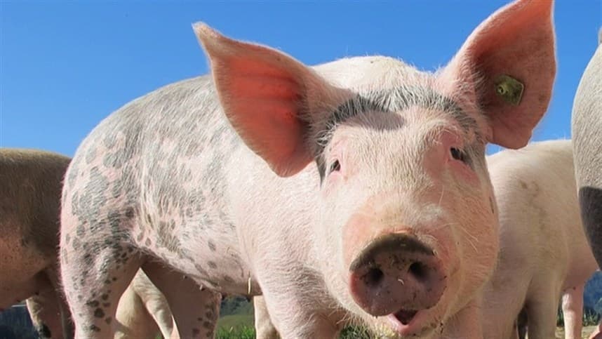 Crescimento de 1,7% na produção de carne suína inspecionada