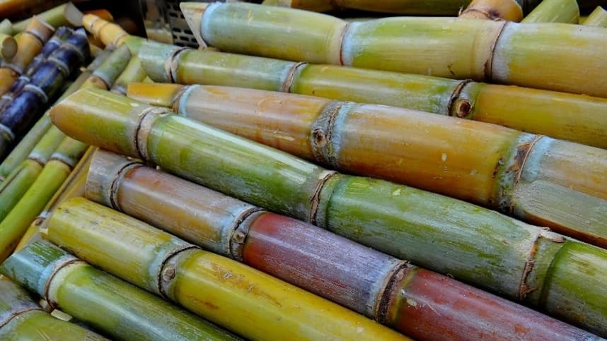 Cana-de-açúcar pode expandir cultivos em Santa Rosa