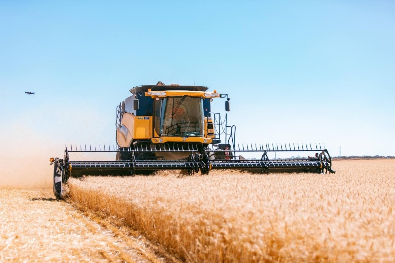 Queda no Preço do Trigo Impacta Mercado Agrícola nos EUA