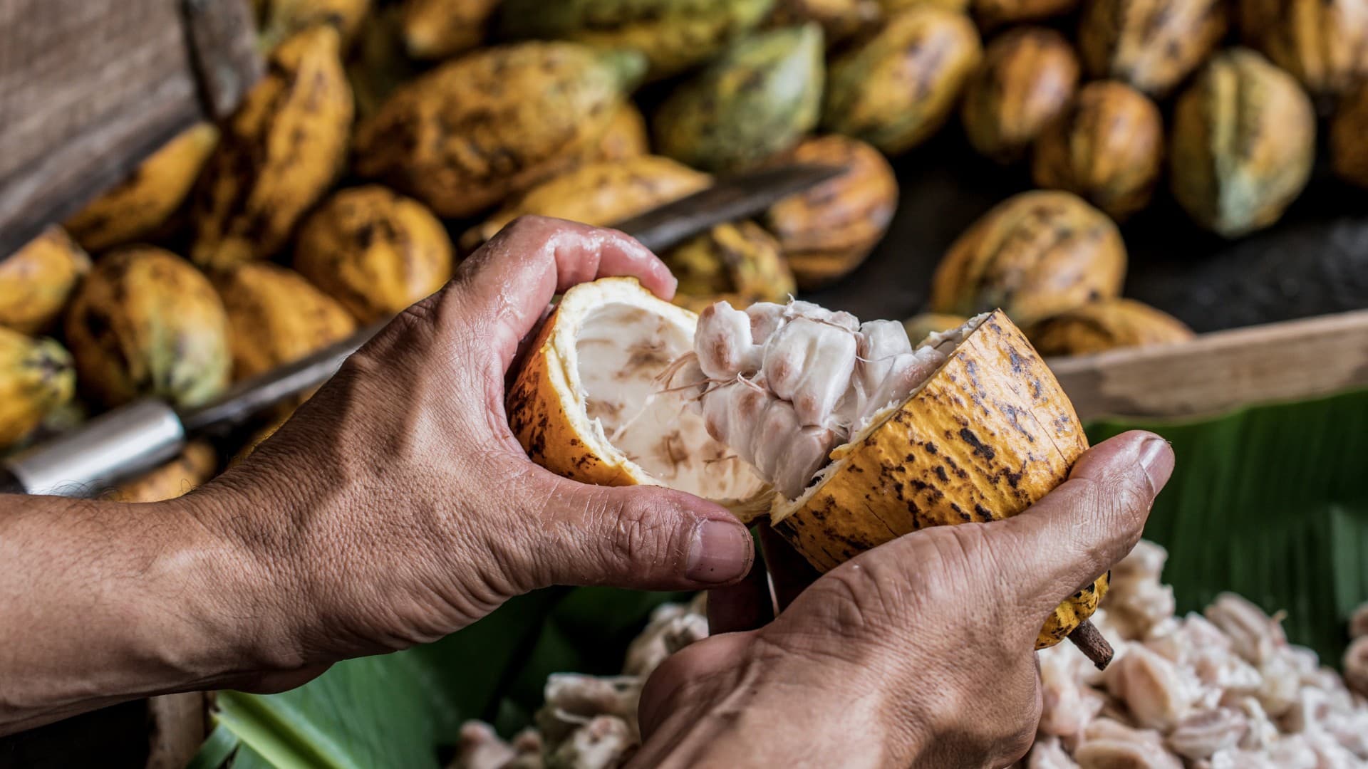 Queda do preço do cacau marca terceiro recuo na bolsa de Nova York