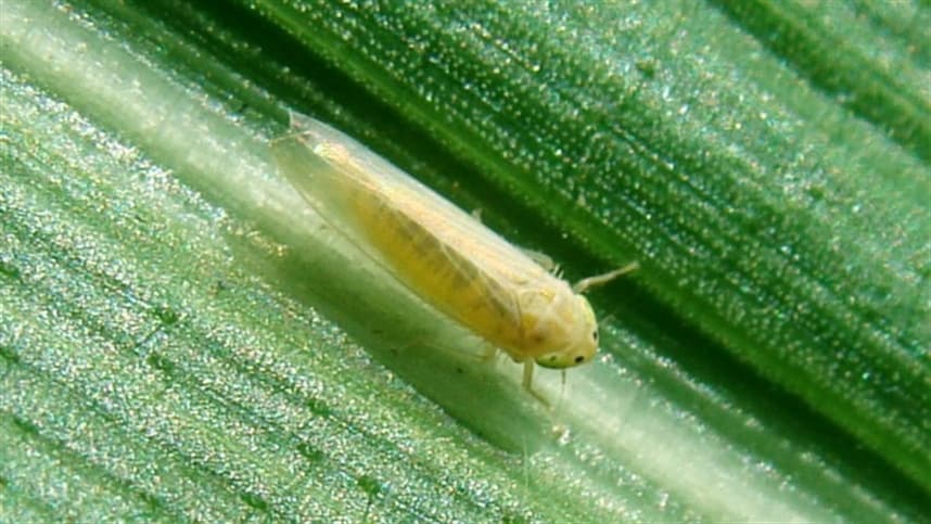 Praga cigarrinha-do-milho causa  US$ 6,5 bilhões em prejuízos anuais
