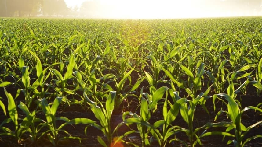Mercado de milho no Sul e MS tem baixa liquidez e cotações voláteis