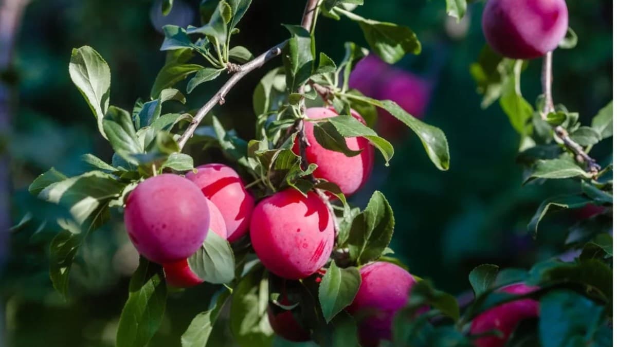 Ameixeira: como cultivar em pequenos espaços sem preocupações