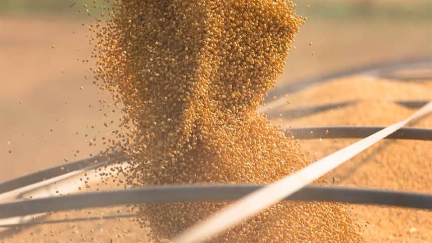 Atraso na colheita de soja devido às chuvas impostas