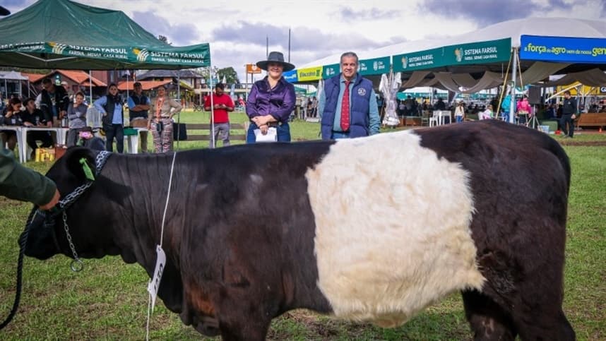 Bovinos Galloway retornam à Expointer após 20 anos