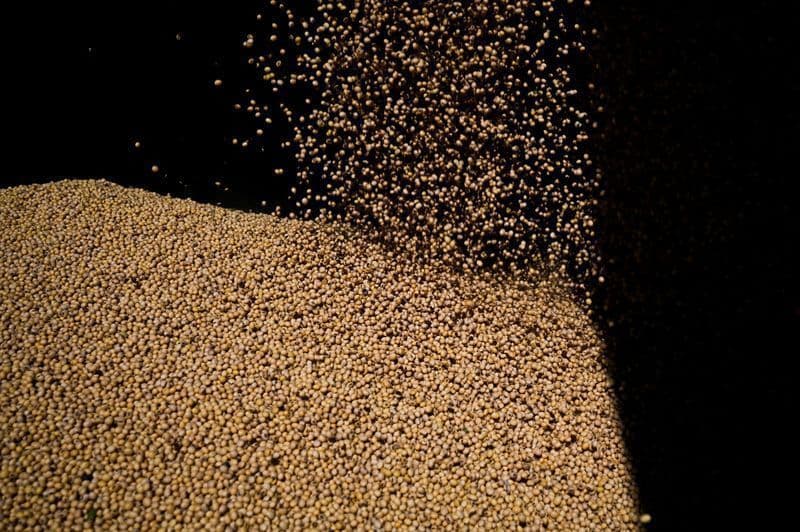 Milho e trigo caem com boas previsões climáticas e estoques altos