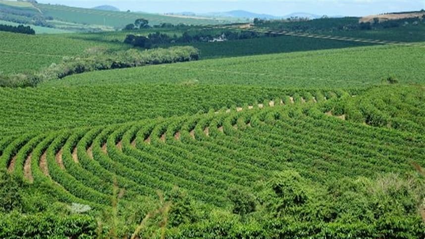 Café em Minas Gerais: safra de 2026 apresenta recuperação moderada