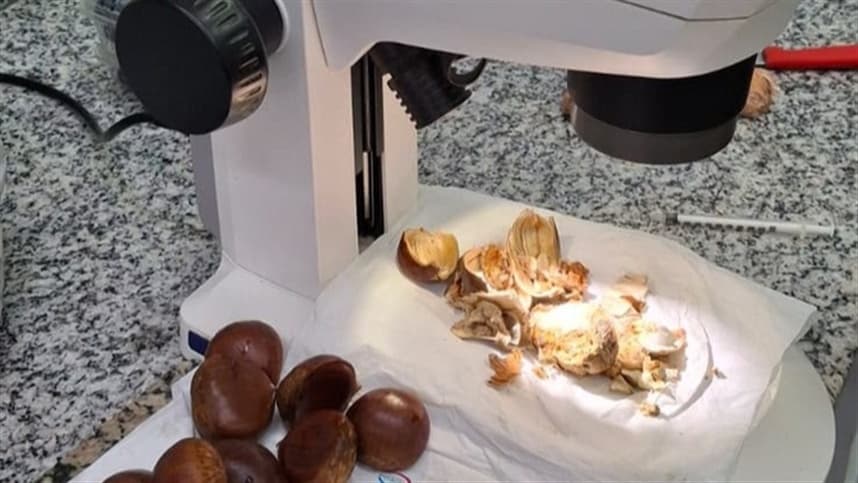 Carga de castanhas da Itália interceptada em Guarulhos por praga quarentenária