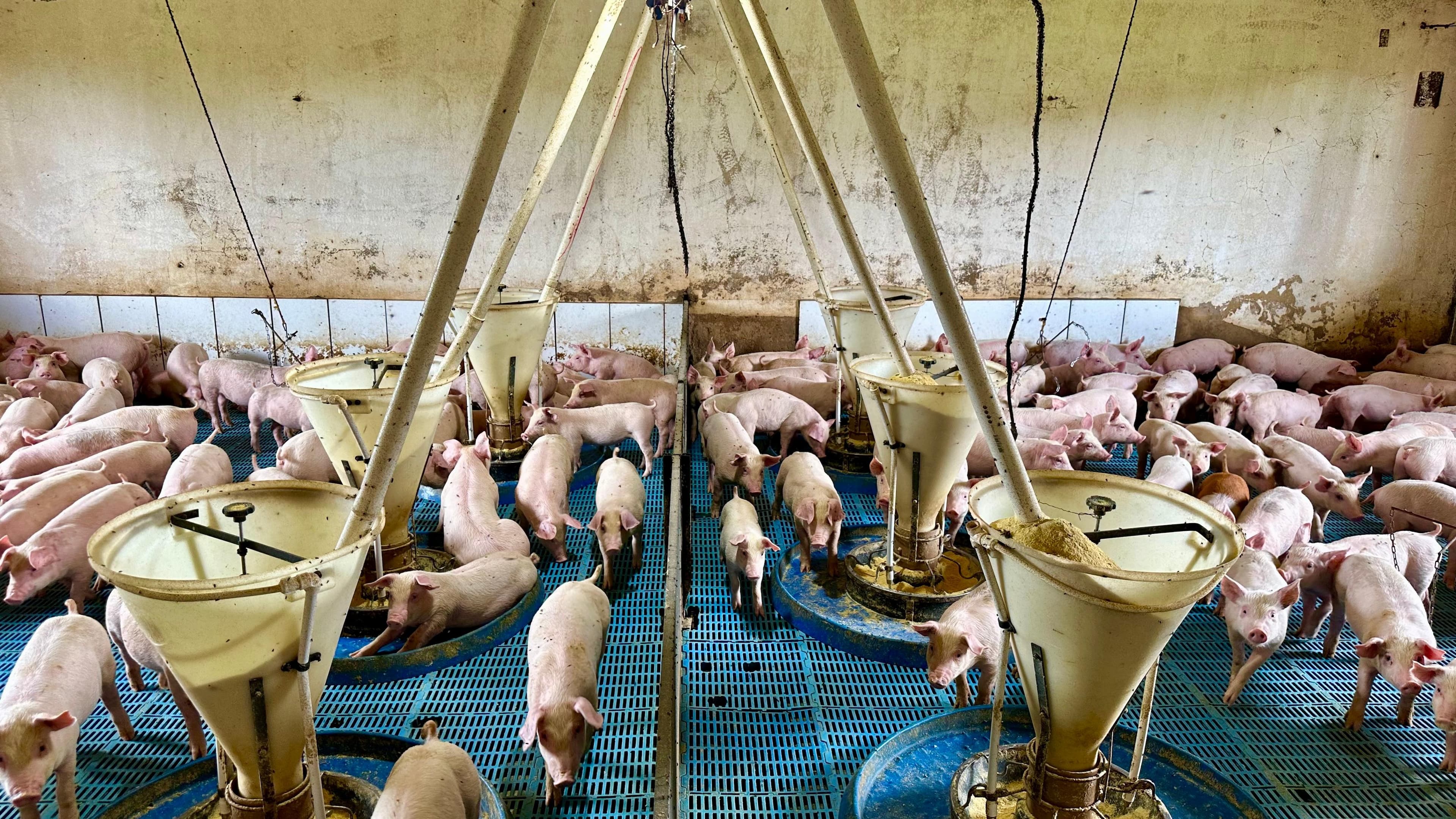 Auma Agronegócios inova com certificação de bem-estar animal