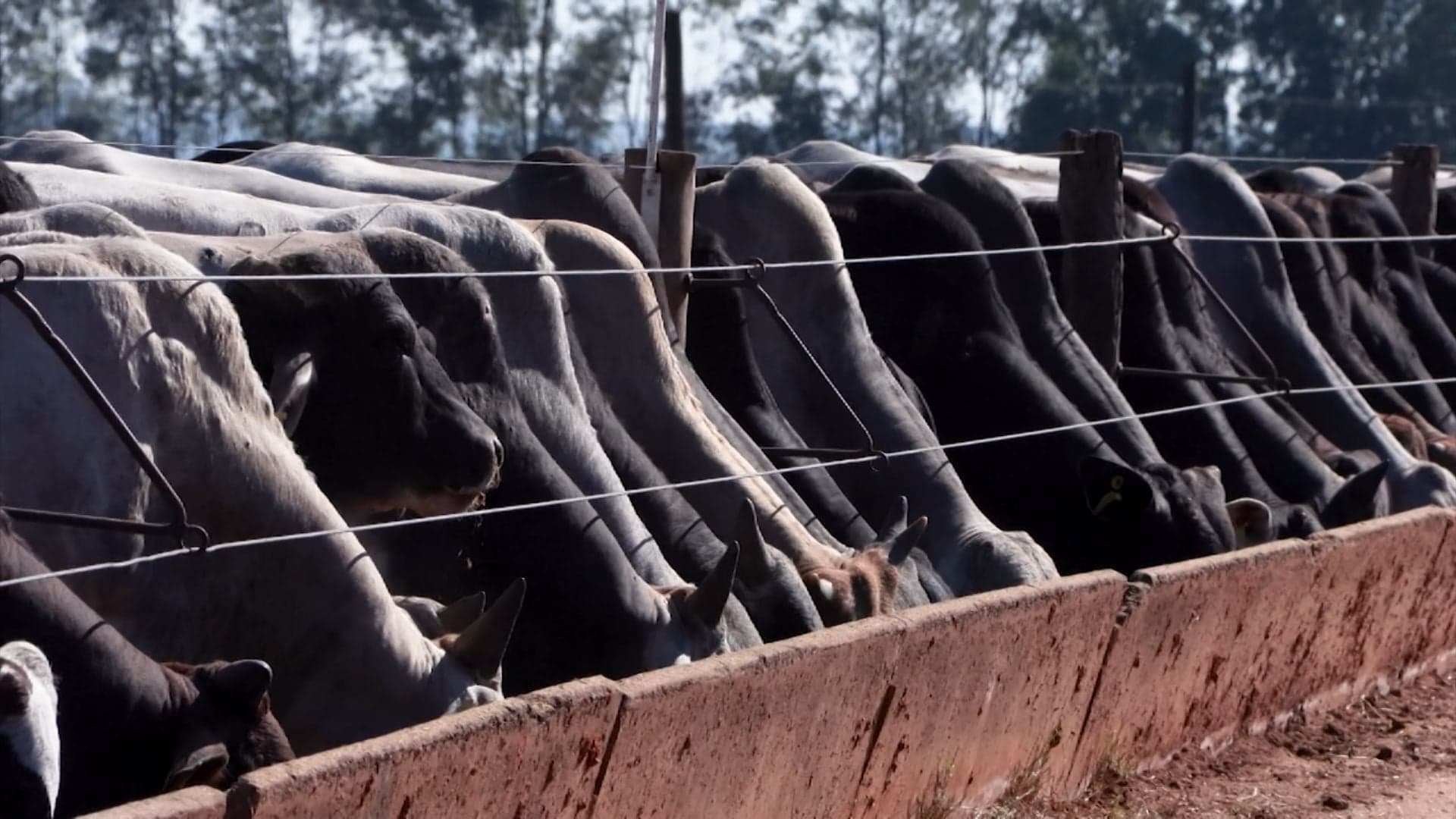 CMN amplia financiamento para melhoramento genético na pecuária