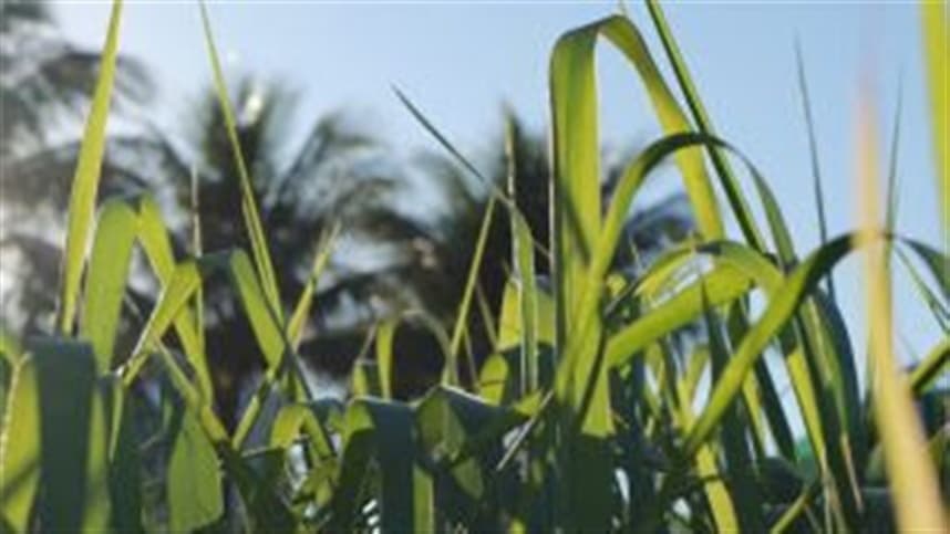 Do solo à semente: potencializando a produtividade das pastagens com estratégias eficientes