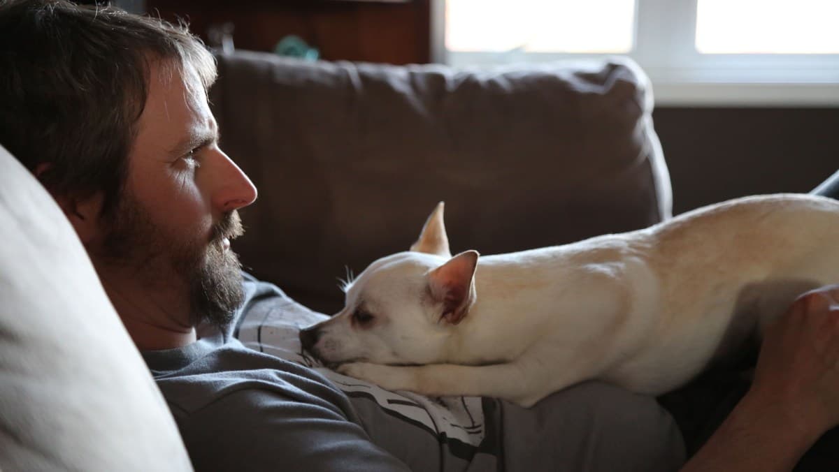 Estudo revela que estresse humano afeta níveis de cortisol em cães