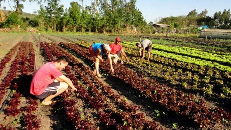 Governo libera R$ 375 milhões para o Pronaf em Medida Provisória
