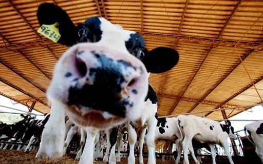 Fazenda São José em Tapiratiba lidera ranking de produção leiteira em 2025