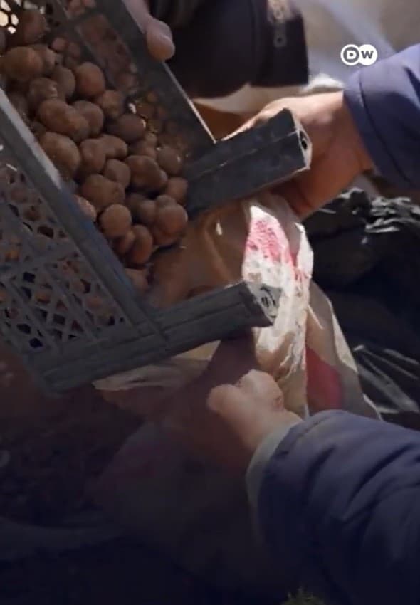 Caçadores de trufas enfrentam minas terrestres na Síria
