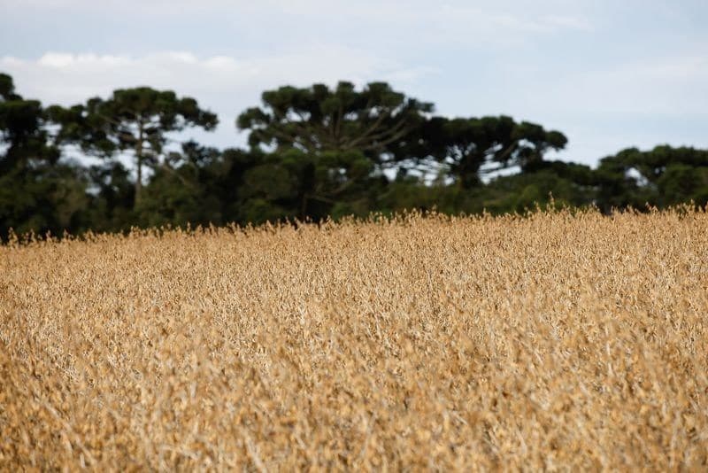 Plantio da soja no Brasil atinge 19,77% da área com chuvas favoráveis