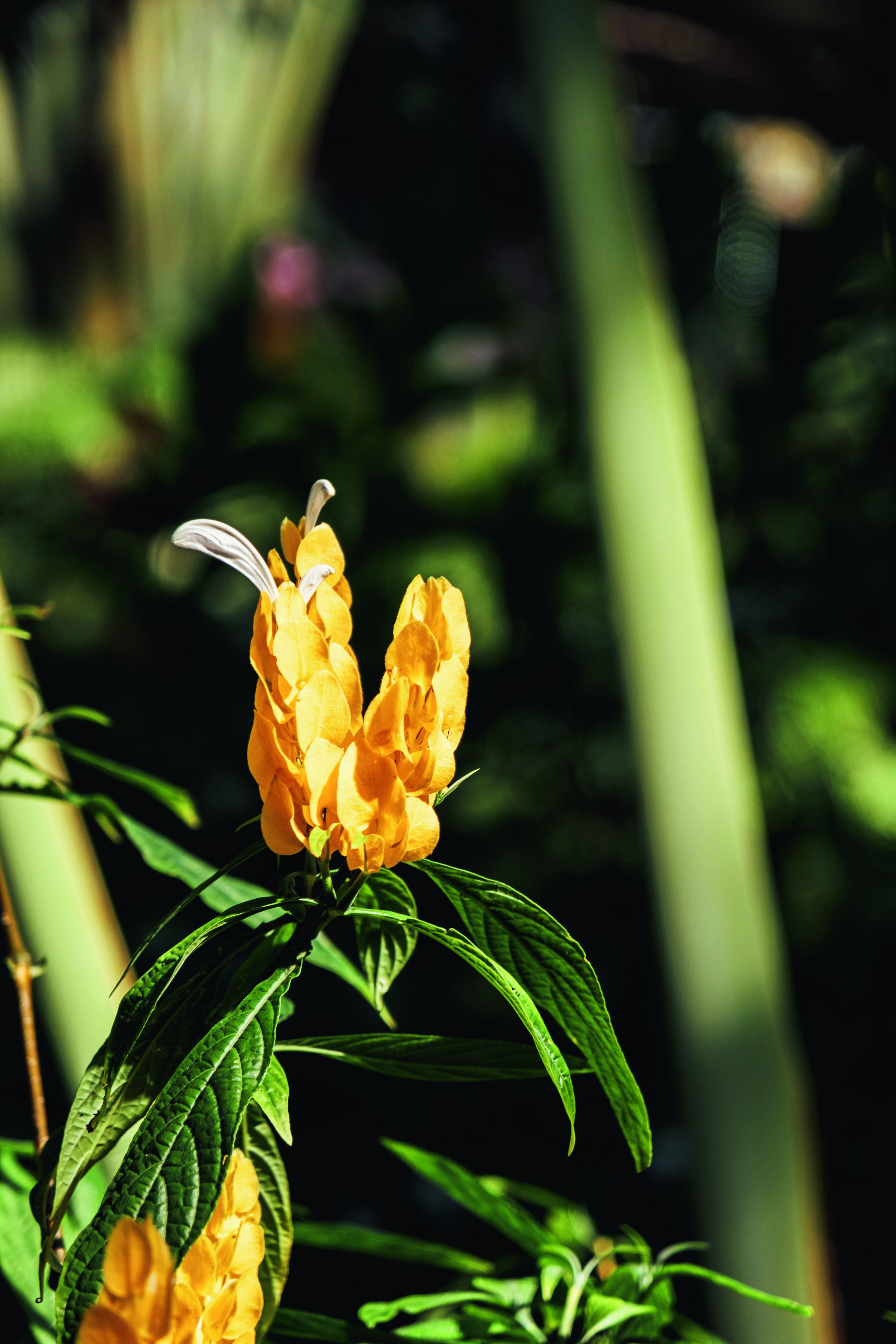 Planta-camarão: beleza e facilidade de cultivo no paisagismo
