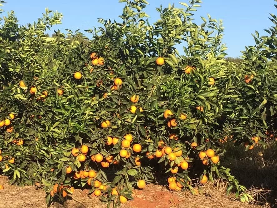Indústrias de suco priorizam frutas próprias enquanto renegociam contratos