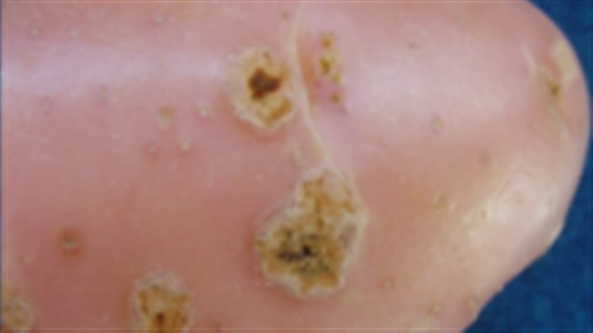 Cientistas identificam nova espécie de sarna da batata