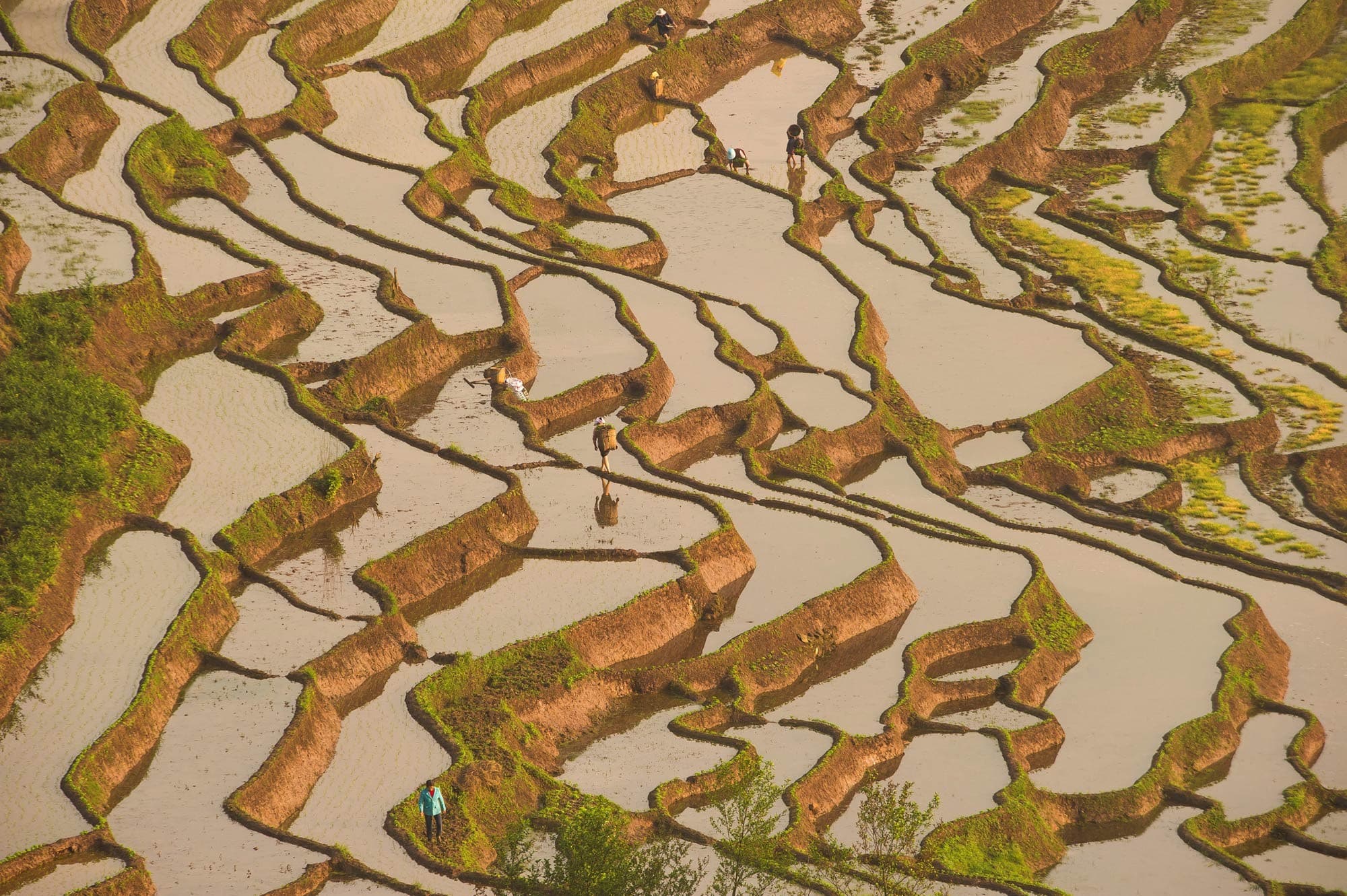 Dependência da soja leva China a diversificar fornecedores agrícolas