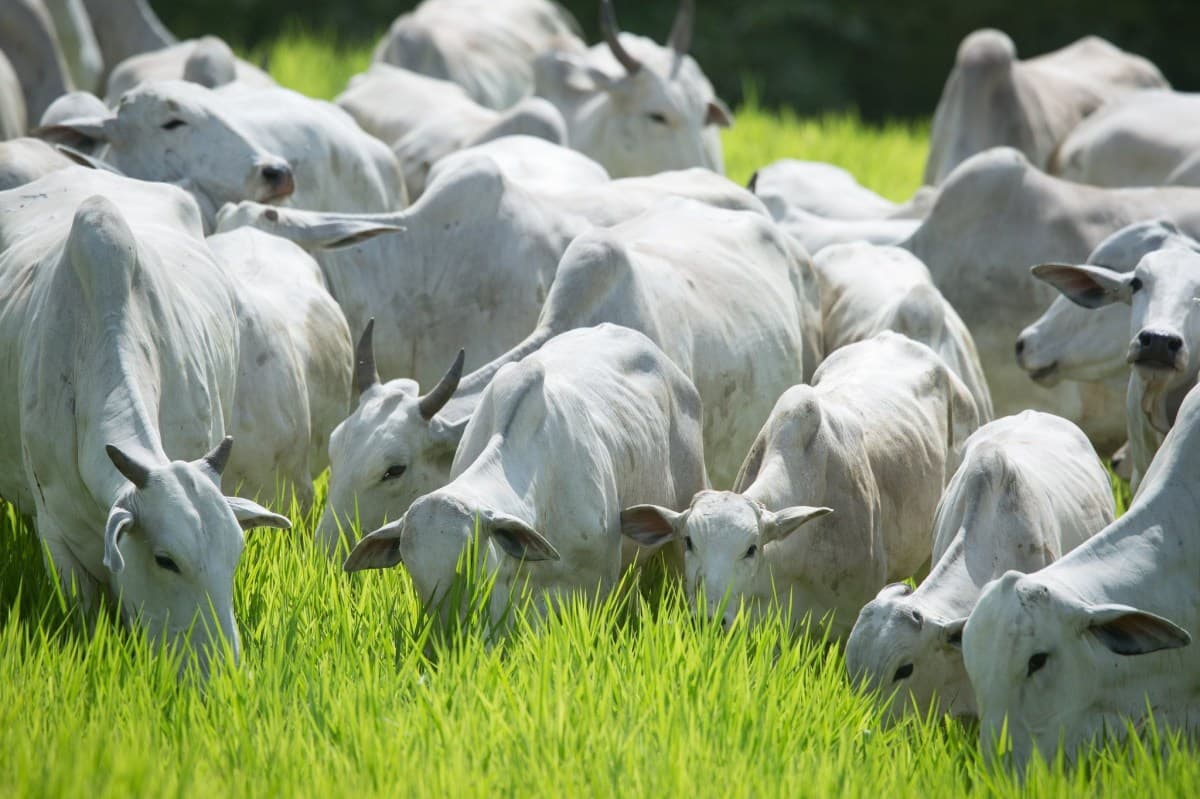 USDA reduz produção de carne bovina e eleva previsões de importação