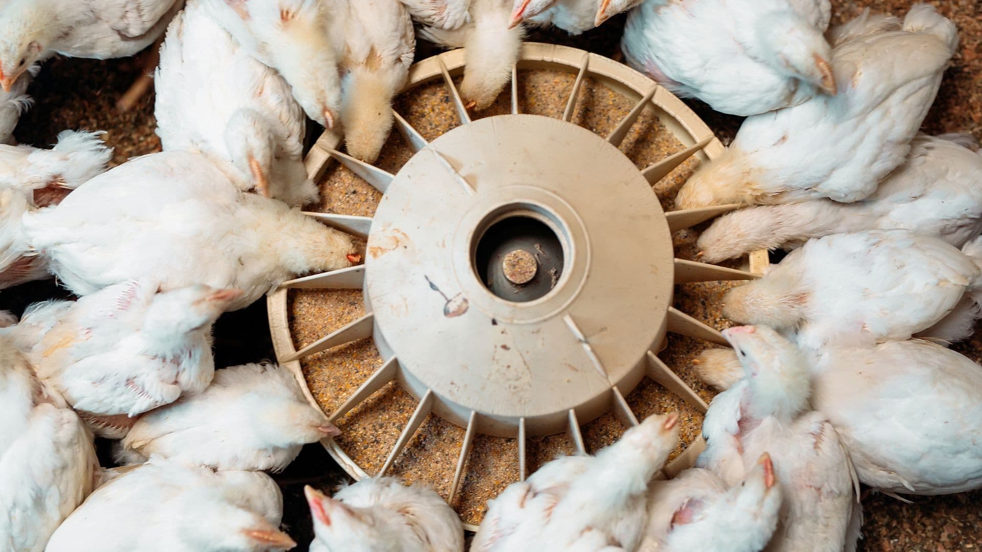 Alta no preço do frango beneficia avicultores em São Paulo
