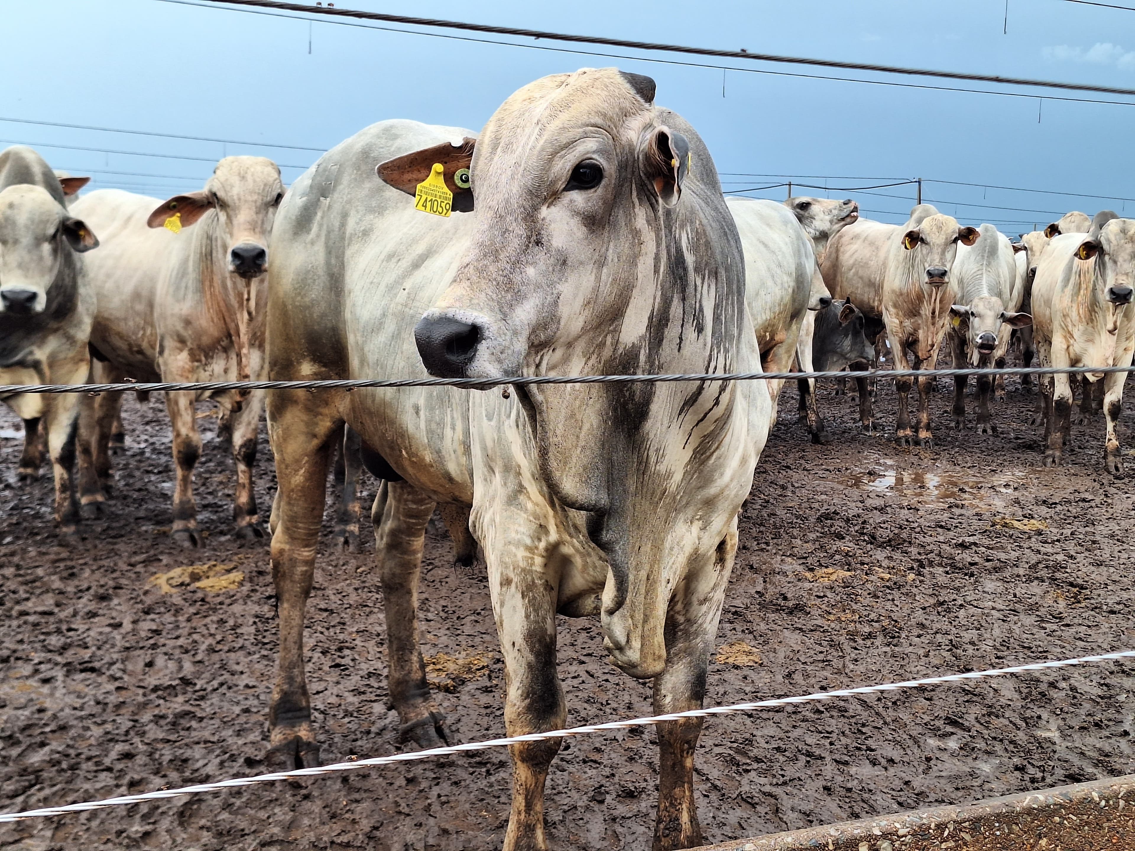 Mercado pecuário apresenta estabilidade antes do feriado