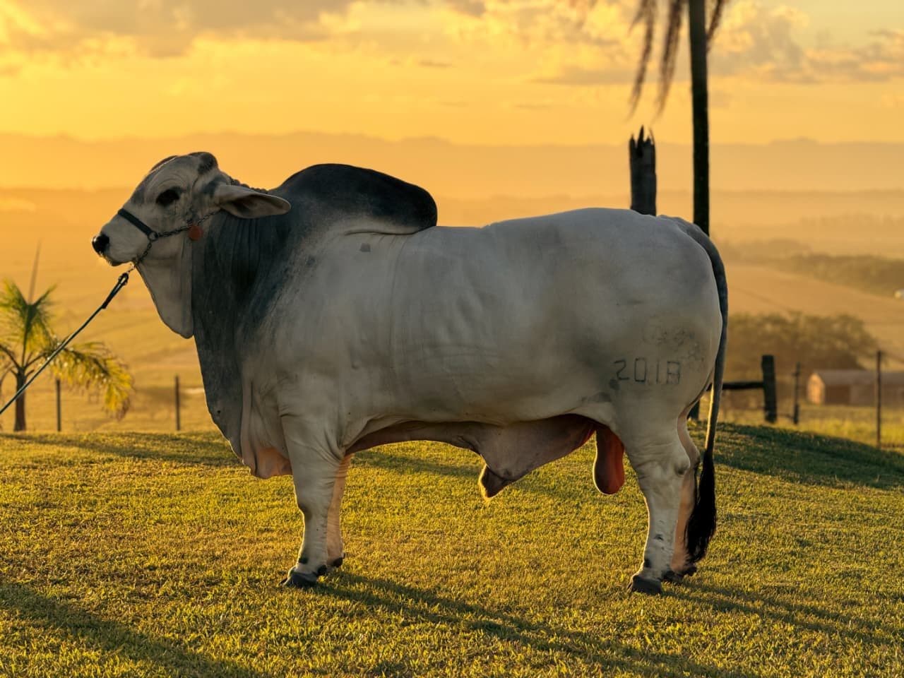 Touro Hércules busca título de mais pesado na Expointer 2026