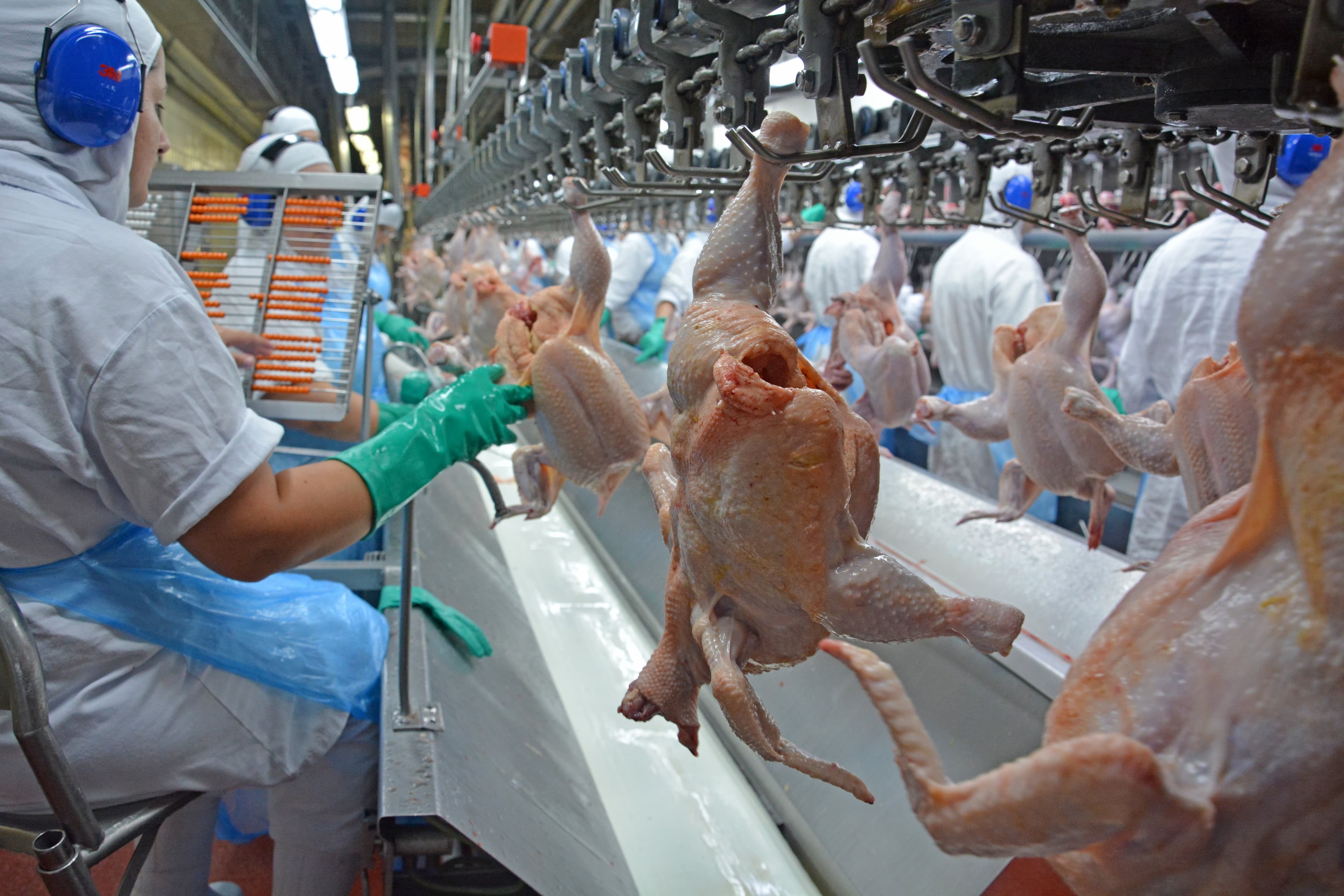 Exportações de carne de frango do Brasil batem recorde em março