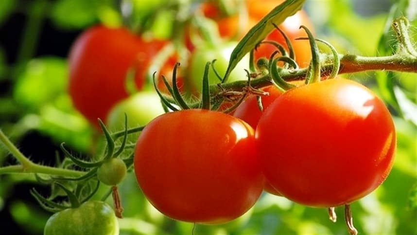 Montanha-russa: a instabilidade nos preços do tomate